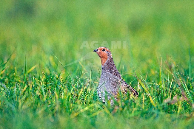 Patrijs zittend in grasland; Grey Partridge perched in grassland stock-image by Agami/Menno van Duijn,