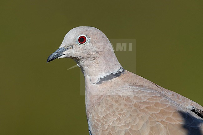 Collared Dove (Streptopelia decaocto), adult close-up, Campania, Italy stock-image by Agami/Saverio Gatto,