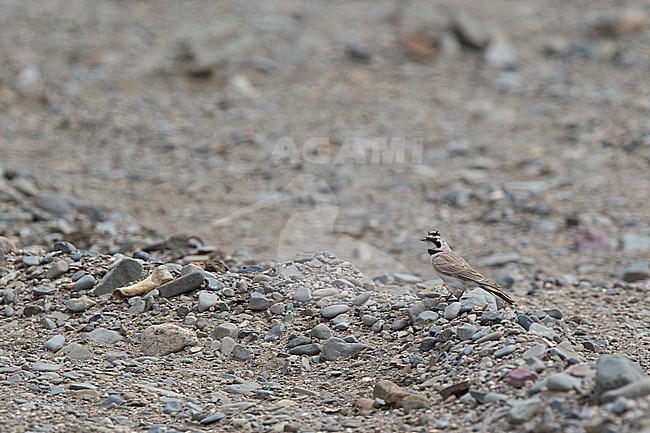 An adult male Horned Lark (Eremophila alpestris) of the subspecies brandti in Mongolian Chentii Aimag stock-image by Agami/Mathias Putze,