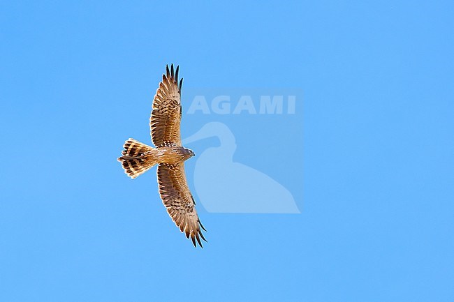 Immature male Montagu's Harrier (Circus pygargus) flying against a blue sky as a background, Spain stock-image by Agami/Tomas Grim,
