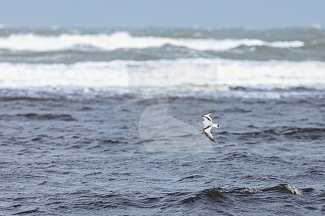  stock-image by Agami/Menno van Duijn,