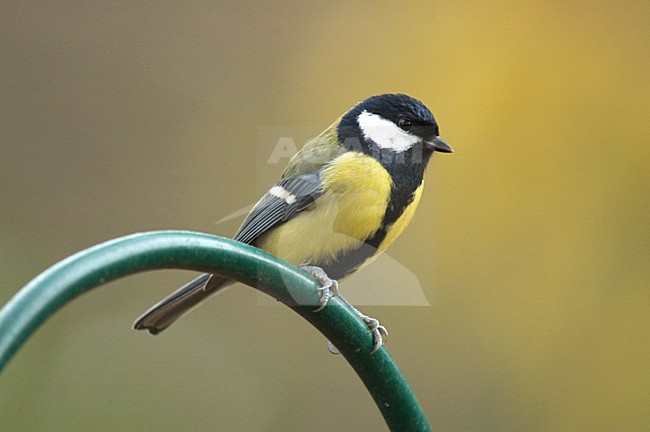 Great Tit perched; Koolmees zittend stock-image by Agami/Marc Guyt,
