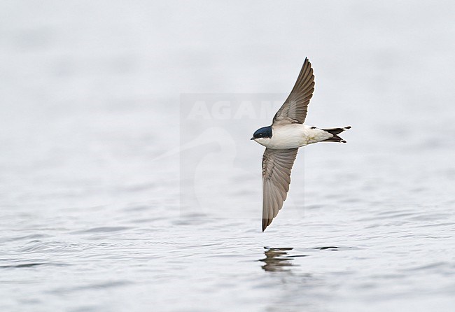 Common House Martin (Delichon urbicum) flying low over water of River Maas during cold weather hunting for insects and showing underside stock-image by Agami/Ran Schols,