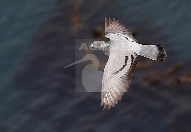 Stadsduif, Feral Pigeon, Columba livia stock-image by Agami/Mike Danzenbaker,