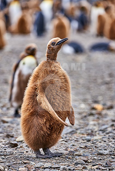 Young King Penguin (Aptenodytes patagonicus) aka oakum boy, South Georgia stock-image by Agami/Tomas Grim,