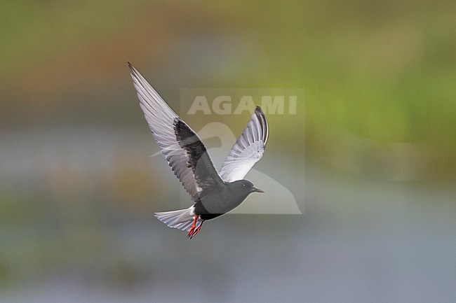 White-winged Tern - Weissflügel-Seeschwalbe - Chlidonias leucopterus, Poland, adult stock-image by Agami/Ralph Martin,