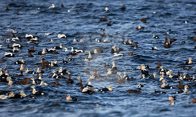 Koningseider; King Eider; Somateria spectabilis stock-image by Agami/Hugh Harrop,