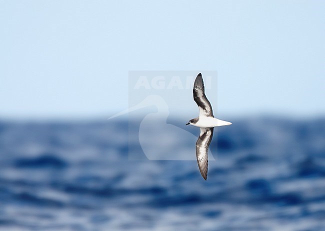 Sterk bedreigde Freira vliegend boven de Atlantische Oceaan; Endangered Zino's Petrel flying at sea off Madeira stock-image by Agami/Marc Guyt,