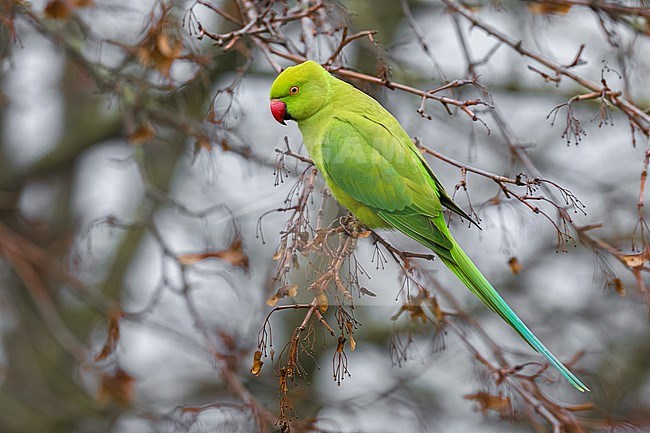 Rose-ringed parakeet (Psittacula krameri) in Italy. Also known as the ring-necked parakeet, ringneck parrot (in aviculture) or the Kramer parrot. stock-image by Agami/Daniele Occhiato,