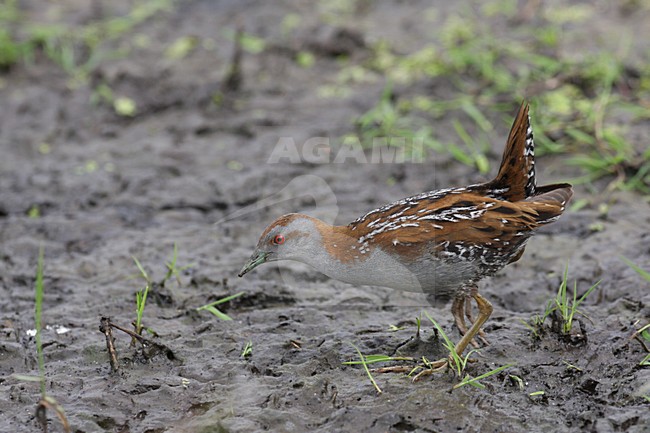 Kleinst Waterhoen in Nederland; Baillons Crake in Netherlands stock-image by Agami/Chris van Rijswijk,