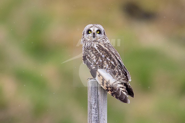 Short-eared_Owl (Asio flammeus), adult perched on a post, Northeastern Region, Iceland stock-image by Agami/Saverio Gatto,