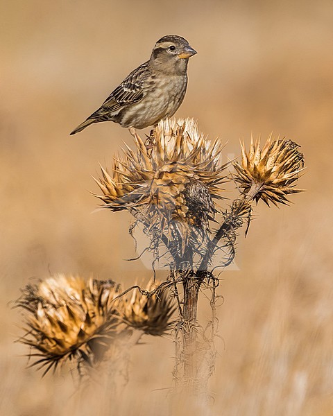 Rock Sparrow (Petronia petronia) perched on a rocky floor stock-image by Agami/Daniele Occhiato,