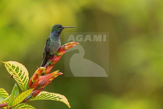 Green-backed Hillstar (Urochroa leucura) perched on a flower in Napo, Ecuador, South-America. stock-image by Agami/Steve Sánchez,
