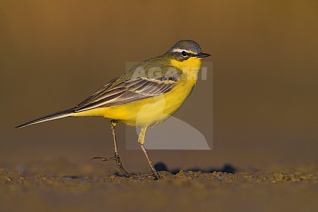 Gele Kwikstaart; Blue-headed Wagtail; Mortacilla flava flava stock-image by Agami/Daniele Occhiato,