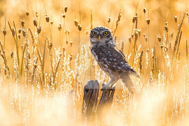 Little Owl (Athene noctua) in Italy. Photographed with beautiful backlight. stock-image by Agami/Daniele Occhiato,