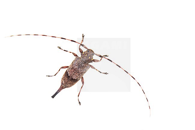 Timberman beetle, Timmerboktor, Acanthocinus aedilis stock-image by Agami/Wil Leurs,