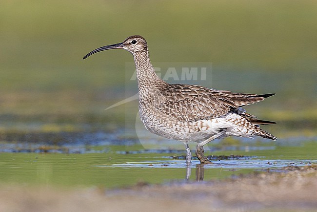 Eurasian Whimbrel (Numenius phaeopus), side view of an adult walking in the water, Campania, Italy stock-image by Agami/Saverio Gatto,