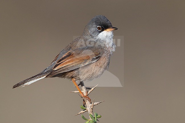 Spectacled Warbler (Sylvia conspicillata orbitalis) on Fuerteventura, Canary island, Spain stock-image by Agami/Daniele Occhiato,