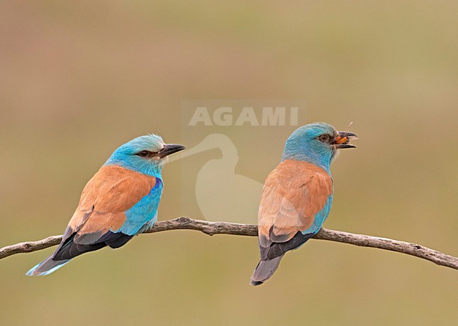 European Roller pair perched; Scharrelaar paar zittend stock-image by Agami/Markus Varesvuo,