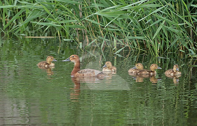 Common Pochard (Aythya ferina), adult female with her chicks swimming, seen from the side. stock-image by Agami/Fred Visscher,