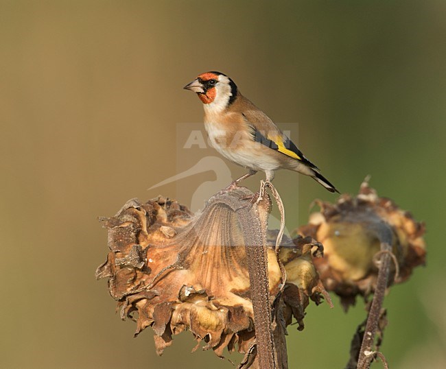 Putter zittend; European Goldfinch perched stock-image by Agami/Hans Gebuis,