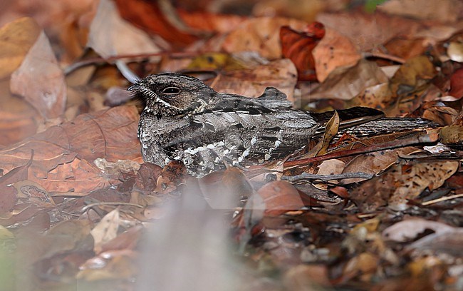 Large-tailed Nightjar, Caprimulgus macrurus, at Big Crystal Creek - Queensland - Australia. resting on the ground. stock-image by Agami/Aurélien Audevard,