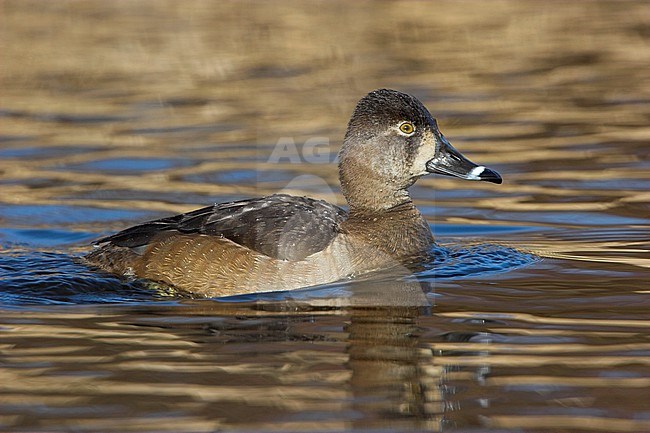 Ring-necked Duck (Aythya collaris) swimming on a pond in Victoria, BC, Canada. stock-image by Agami/Glenn Bartley,