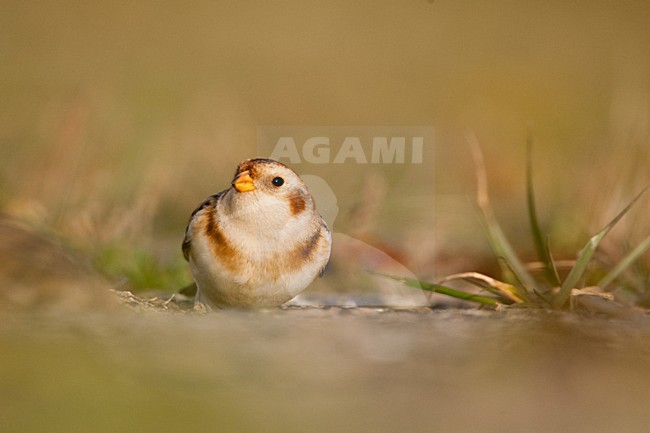 Sneeuwgors in winterkleed in Nederland, Snow Bunting in winterplumage in the Netherlands stock-image by Agami/Menno van Duijn,