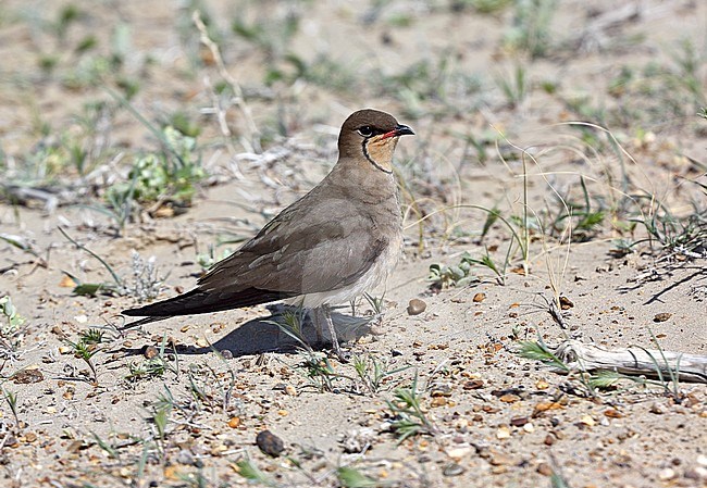 Vorkstaartplevier, Collared Pratincole, Glareola pratincola stock-image by Agami/Andy & Gill Swash ,