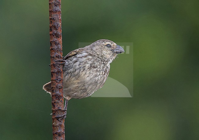 Small tree finch (Camarhynchus parvulus salvini) on the Galapagos Islands, part of the Republic of Ecuador. Endemic subspecies to San Cristóbal island. stock-image by Agami/Pete Morris,