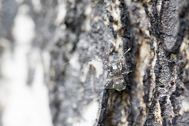 Anthribus albinus - Weißfleckiger Maulkäfer, Russia (Baikal), imago stock-image by Agami/Ralph Martin,