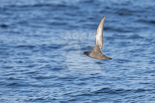  stock-image by Agami/Menno van Duijn,