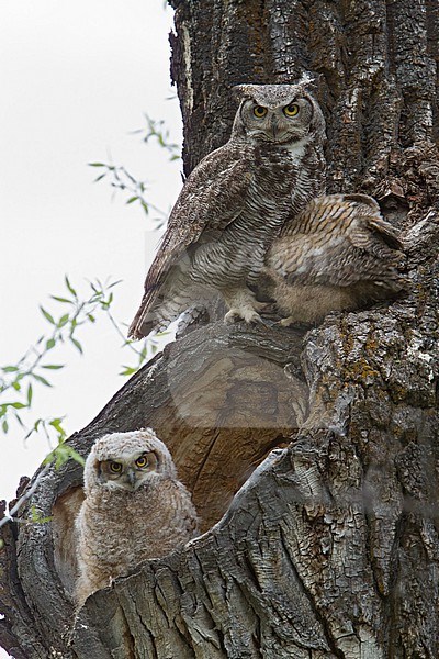 Great Horned Owl (Bubo virginianus) adult with chicks stock-image by Agami/Dubi Shapiro,