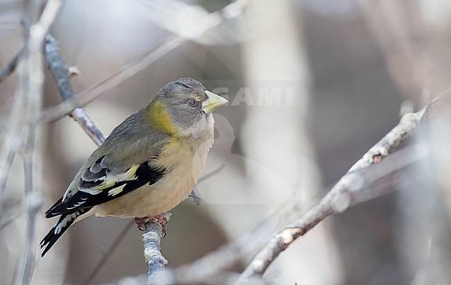 Female (type). Evening Grosbeak (Hesperiphona vespertina) during early spring at Algonquin Provincial Park, Ontario, Canada stock-image by Agami/Ian Davies,