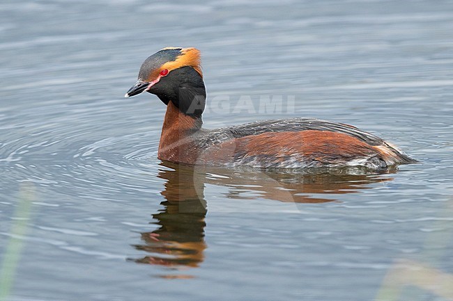 Horned Grebe (Podiceps auritus), adult swimming in a pond stock-image by Agami/Saverio Gatto,