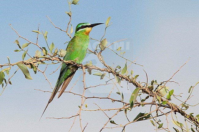Groene Bijeneter, Blue-cheeked Bee-eater, Merops persicus stock-image by Agami/Jacob Garvelink,