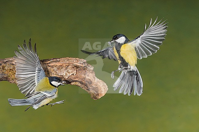 Great Tit flying. Koolmees vliegend stock-image by Agami/Alain Ghignone,