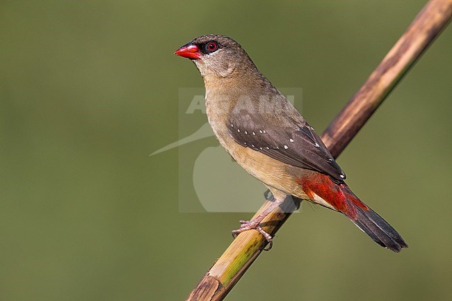 Non native immature or female Red Avadavat (Amandava amandava) perched on a twig in Italy. stock-image by Agami/Daniele Occhiato,