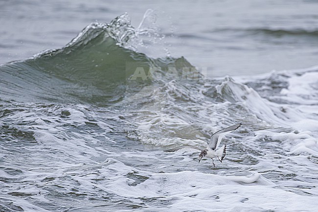  stock-image by Agami/Menno van Duijn,