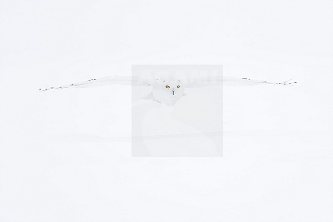Snowy Owl (Bubo scandiacus) in snow covered landscape in Ontario Canada. stock-image by Agami/Marcel Burkhardt,
