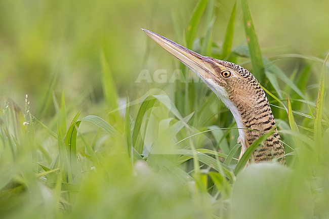 Pinnated Bittern (Botaurus pinnatus)  in El Salvador stock-image by Agami/Dubi Shapiro,