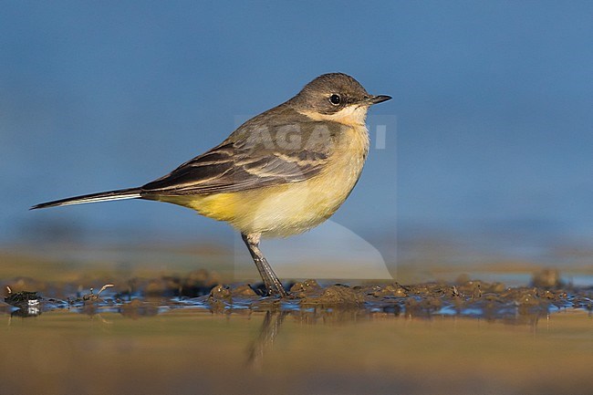Female Italian Yellow Wagtail (Motacilla lava cinereocapilla) standing on edge of small pond in Italy during spring. stock-image by Agami/Daniele Occhiato,