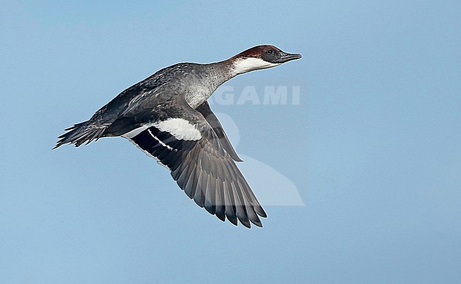 Smew (Mergellus albellus), adult female in flight, seen from the side, showing upperwing. stock-image by Agami/Fred Visscher,