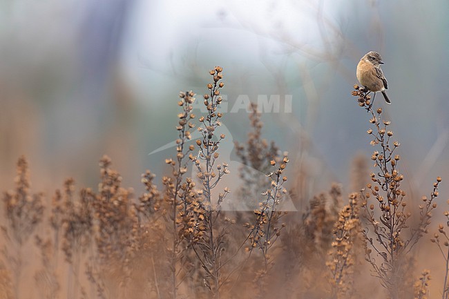 European Stonechat (Saxicola rubicola) in Italy. stock-image by Agami/Daniele Occhiato,