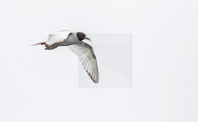 Adult Swallow-tailed gull, Creagrus furcatus, in northern Peru. At sea. stock-image by Agami/Pete Morris,
