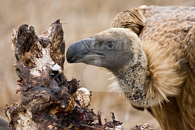 Witruggier, African White-backed Vulture, Gyps africanus stock-image by Agami/Marc Guyt,