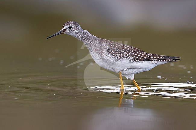 Lesser Yellowlegs (Tringa flavipes) on the Azores. A scarce transcontinental vagrant to Europe. stock-image by Agami/Daniele Occhiato,