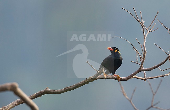 Common Hill Myna (Gracula religiosa) at Khao Yai, Thailand stock-image by Agami/Helge Sorensen,