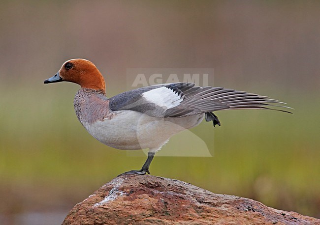 Mannetje Smient staand op steen; Male Eurasian Wigeon perched on rock stock-image by Agami/Markus Varesvuo,