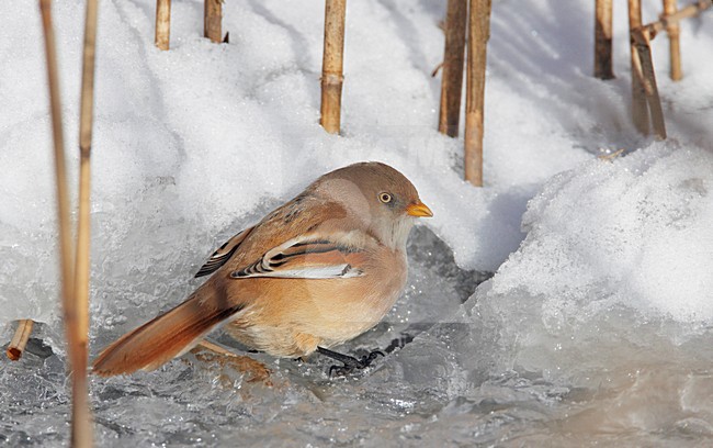 Baardman zittend in riet met sneeuw; Bearded Reedling perched in reed with snow stock-image by Agami/Markus Varesvuo,